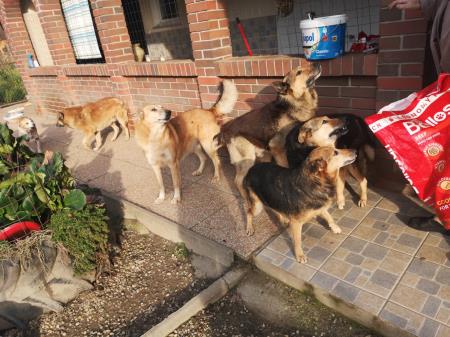 Imeti psa, mačko je lepo, vendar pa tudi ogovorno 1